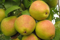 Груша «Чусовая»